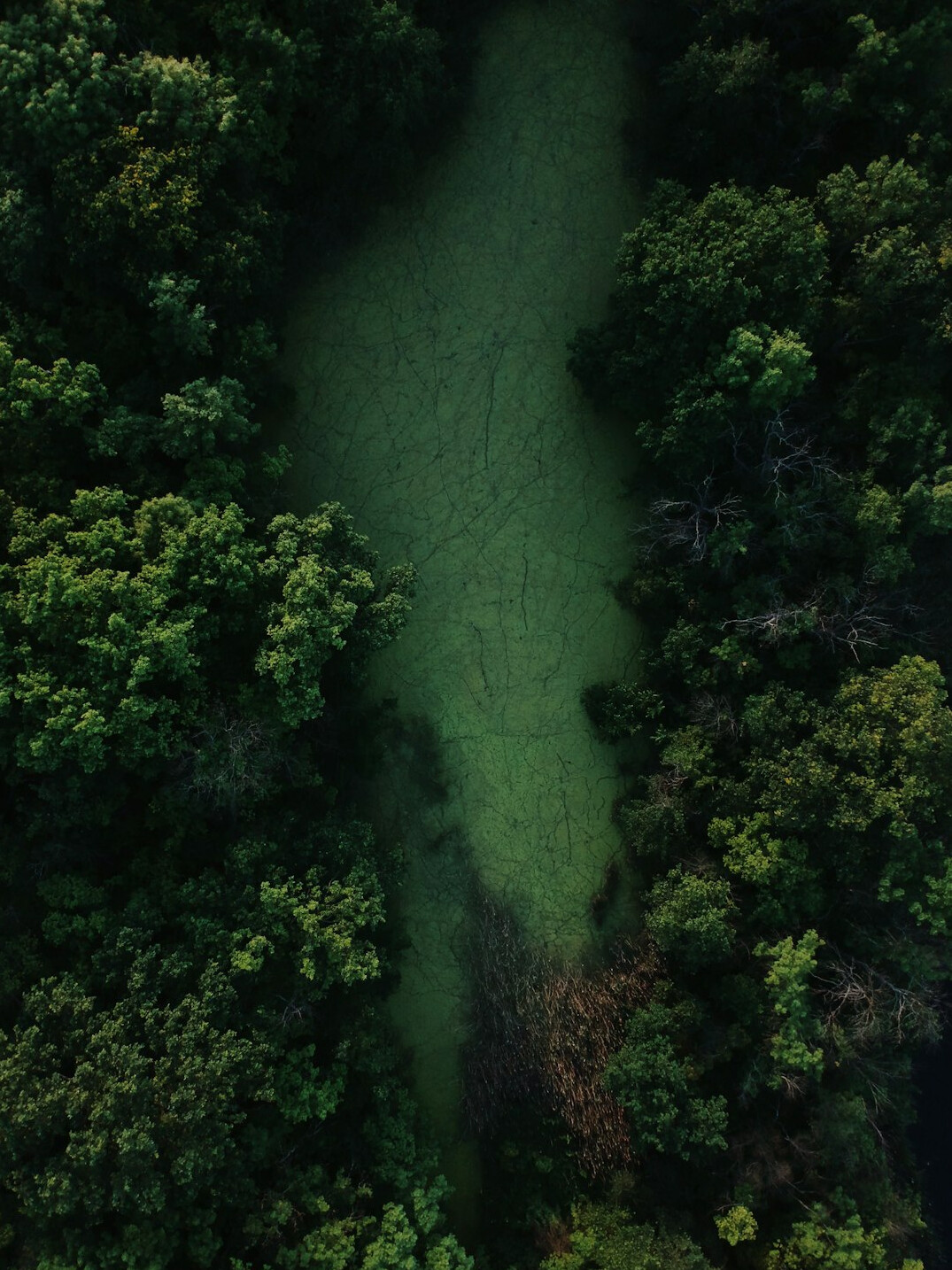 amazon jungle aerial view